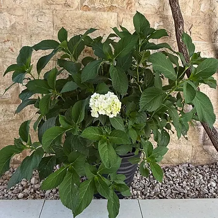 Petar - Parking And Seaview Daire Trogir