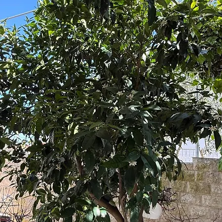 Petar - Parking And Seaview Apartament