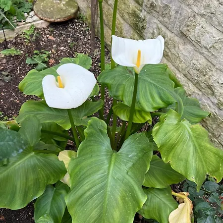 Petar - Parking And Seaview