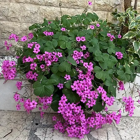 דירה Petar - Parking And Seaview